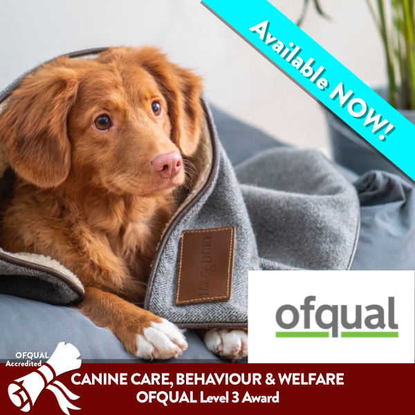 Level 4 Pet Sitting, Dog Walking, Day Care and Boarding