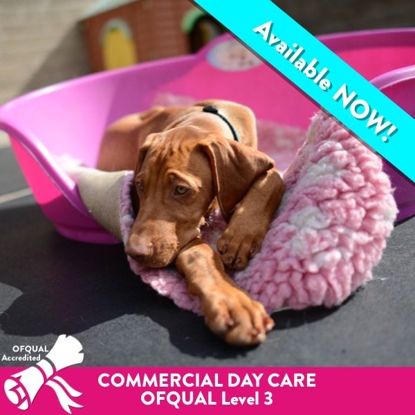 Commercial Daycare Practitioner